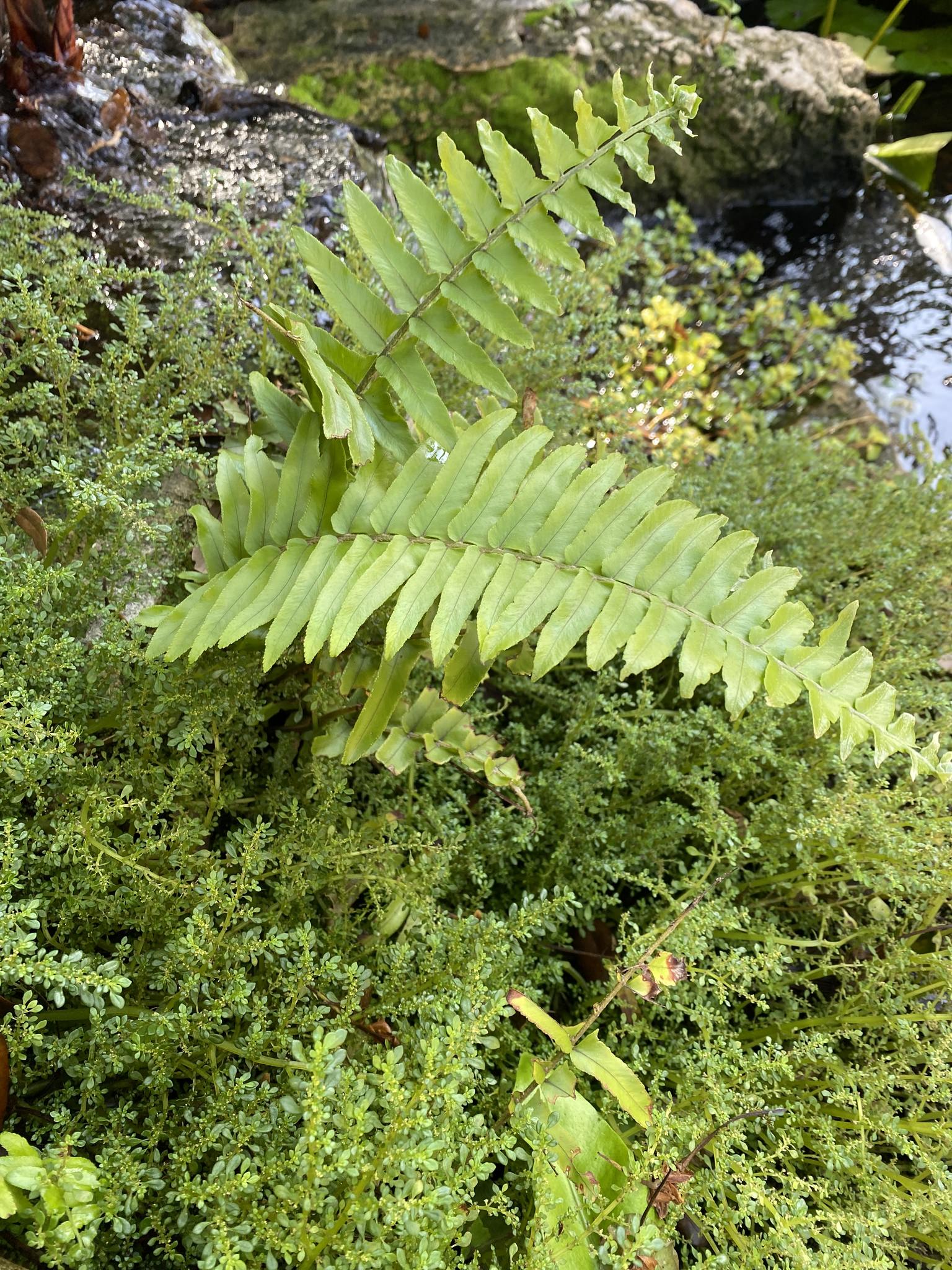 Nephrolepis exaltata